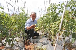 Cà chua ở Lâm Đồng bị thiệt hại nặng do bệnh xoăn lá tái diễn
